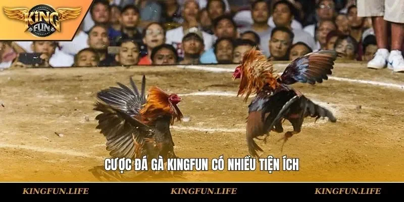 Cược đá gà KINGFUN có nhiều tiện ích