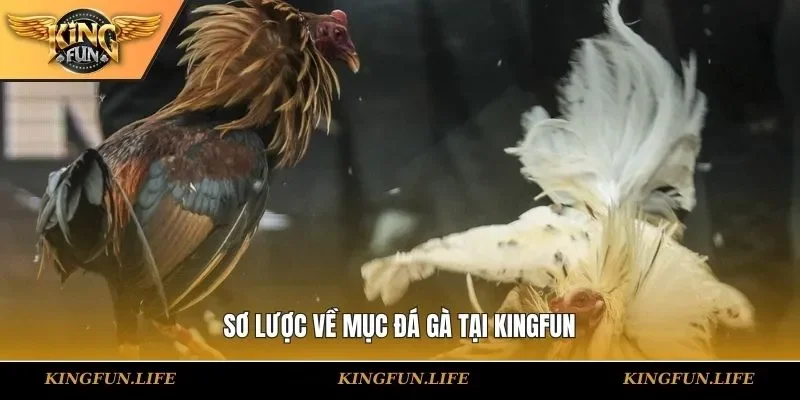 Sơ lược về mục đá gà tại KINGFUN