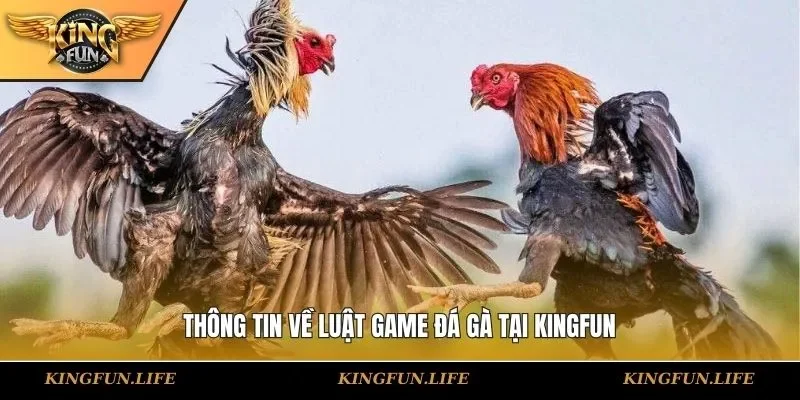 Thông tin về luật game đá gà tại KINGFUN
